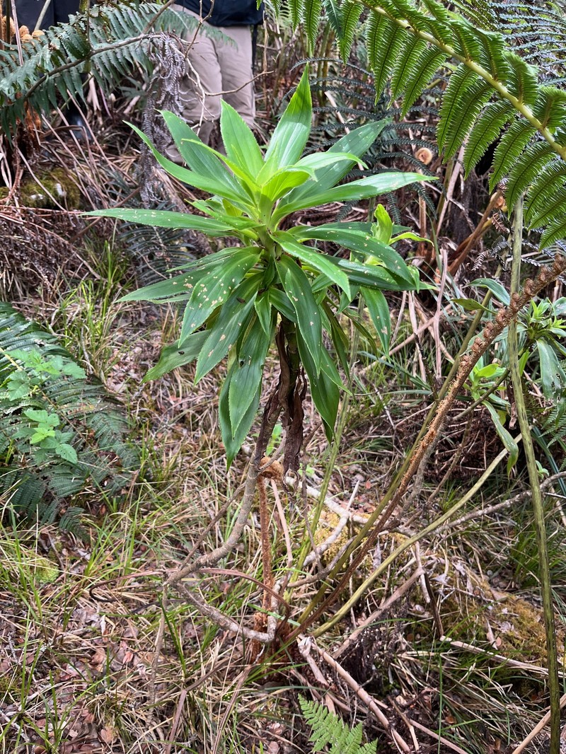 Dubautia photo 4