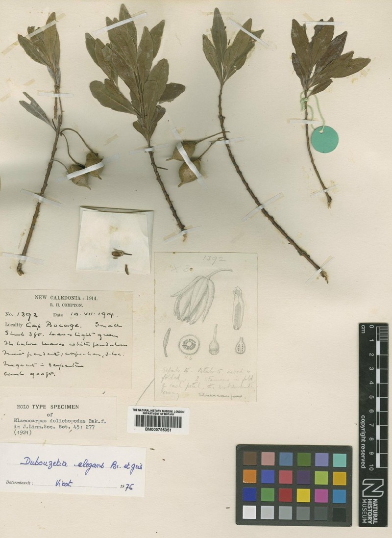 Dubouzetia elegans var. elegans