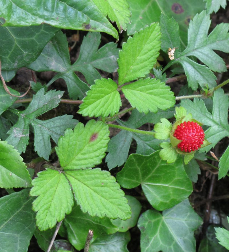 Indian Strawberry photo 2