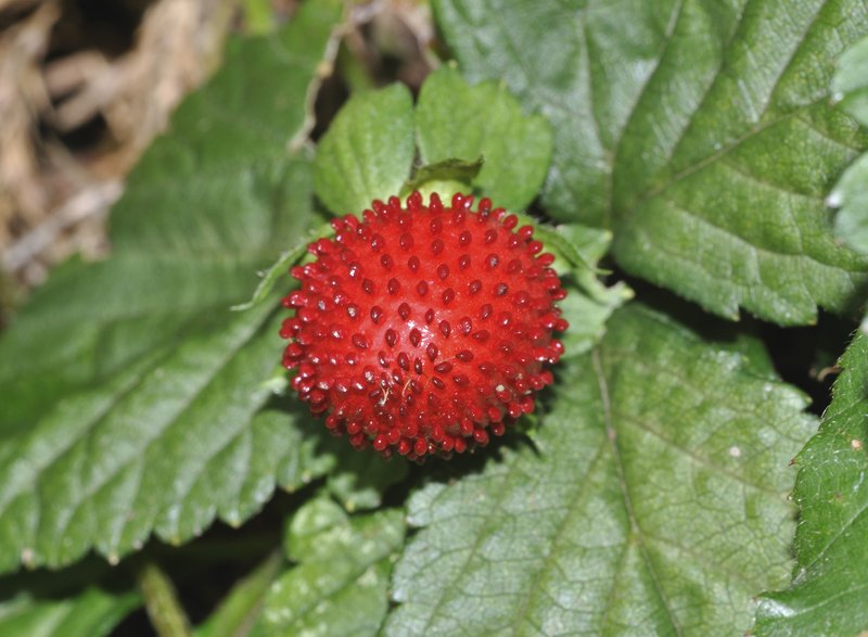 Indian Strawberry photo 3