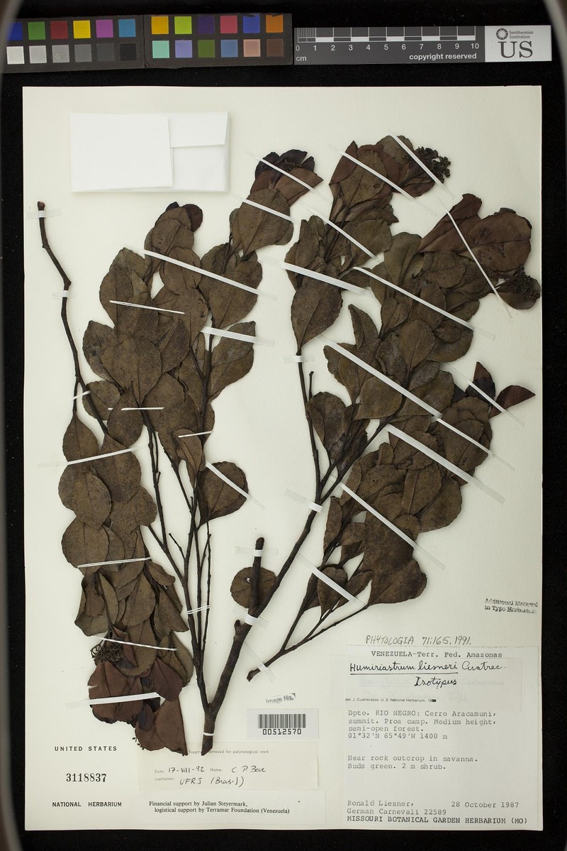 Duckesia liesneri