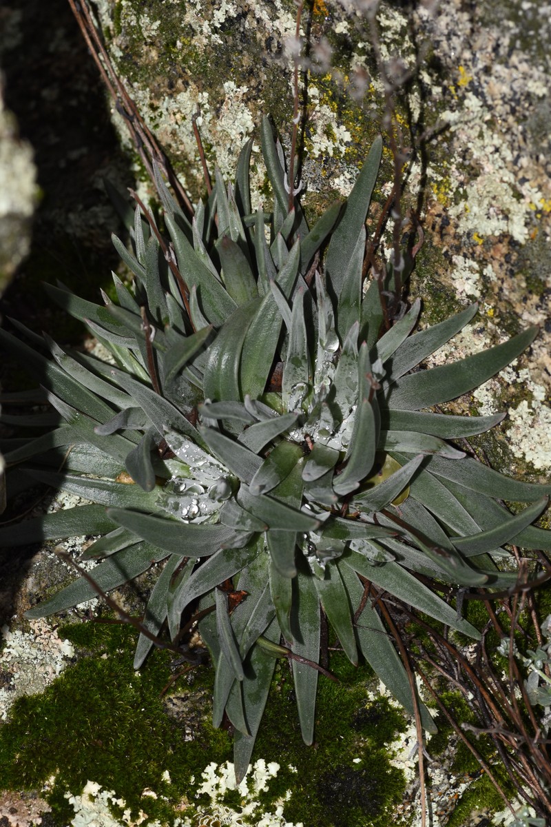 Dudleya abramsii subsp. abramsii