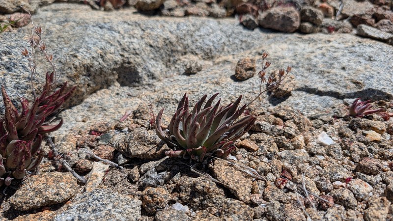 Dudleya abramsii subsp. abramsii photo 2