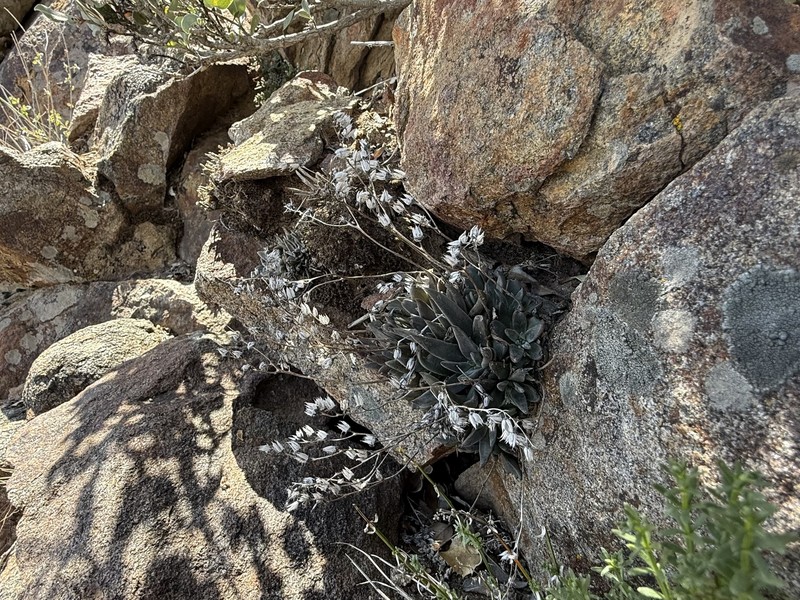 Dudleya abramsii subsp. abramsii photo 3