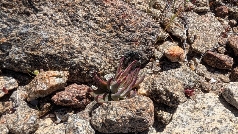 Dudleya abramsii subsp. abramsii photo 4