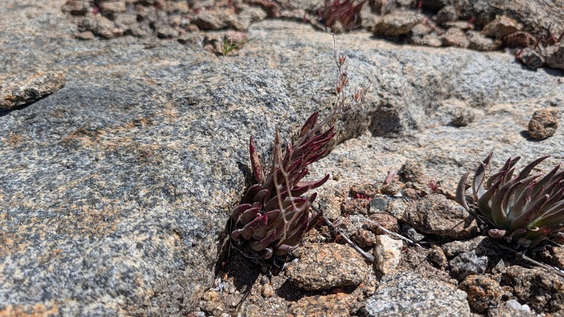 Dudleya abramsii subsp. abramsii photo 5