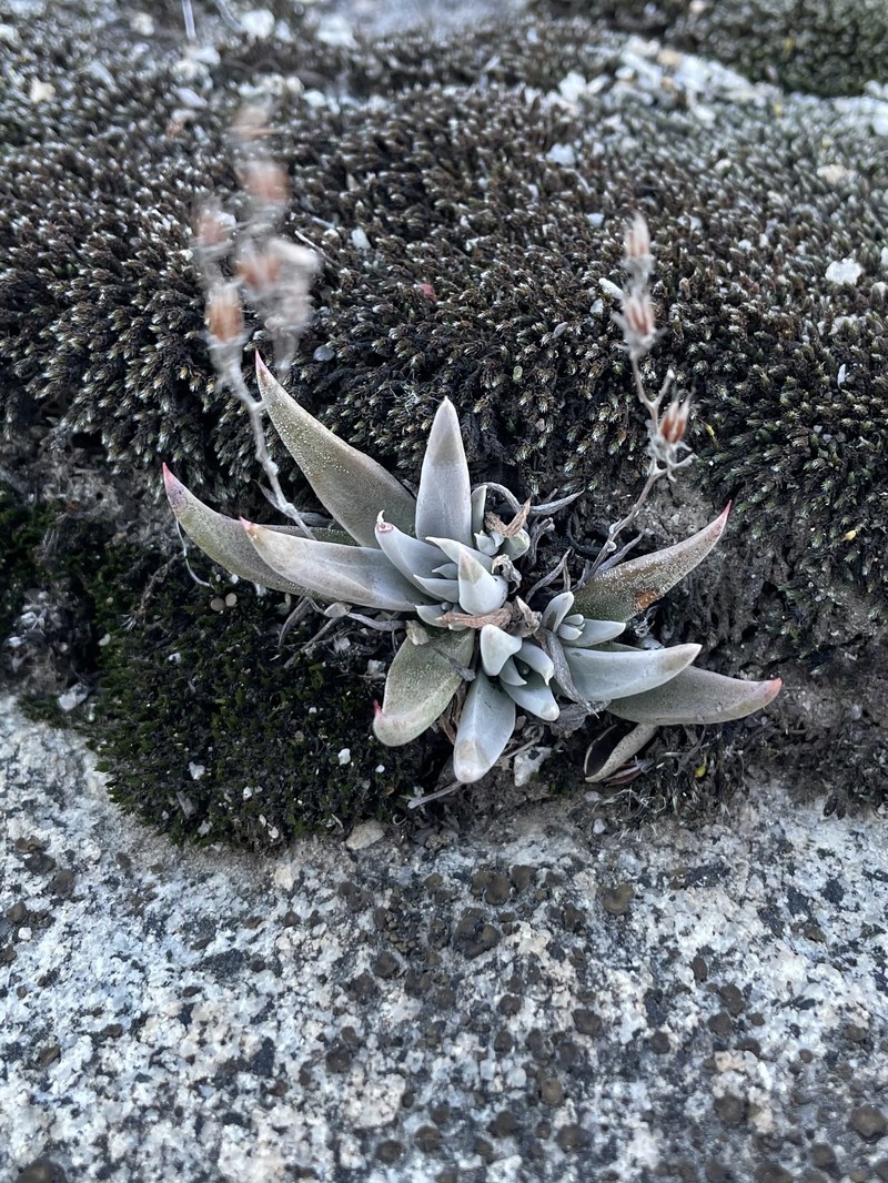 Dudleya abramsii subsp. abramsii photo 6