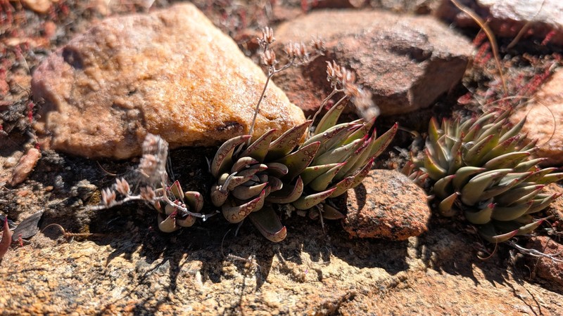 Dudleya abramsii subsp. abramsii photo 7
