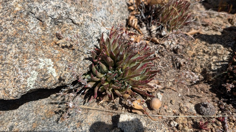 Dudleya abramsii subsp. abramsii photo 8