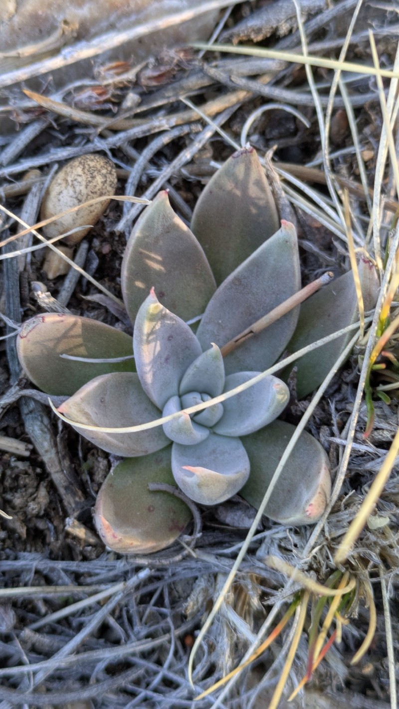 Dudleya abramsii subsp. affinis