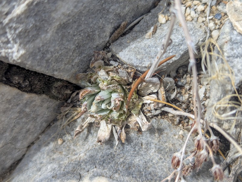 Dudleya abramsii subsp. affinis photo 2