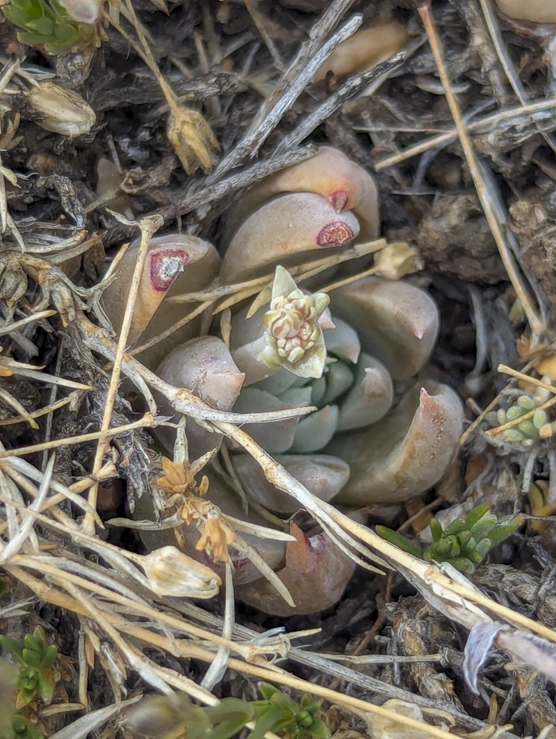 Dudleya abramsii subsp. affinis photo 3