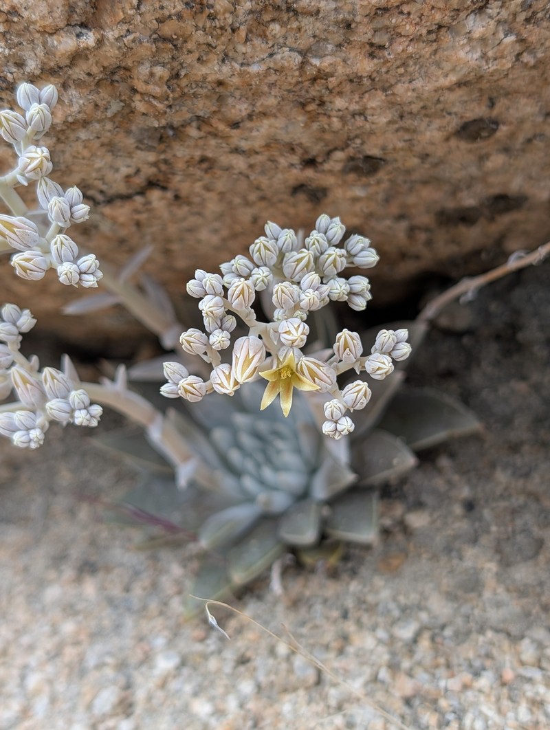 Dudleya abramsii subsp. affinis photo 4