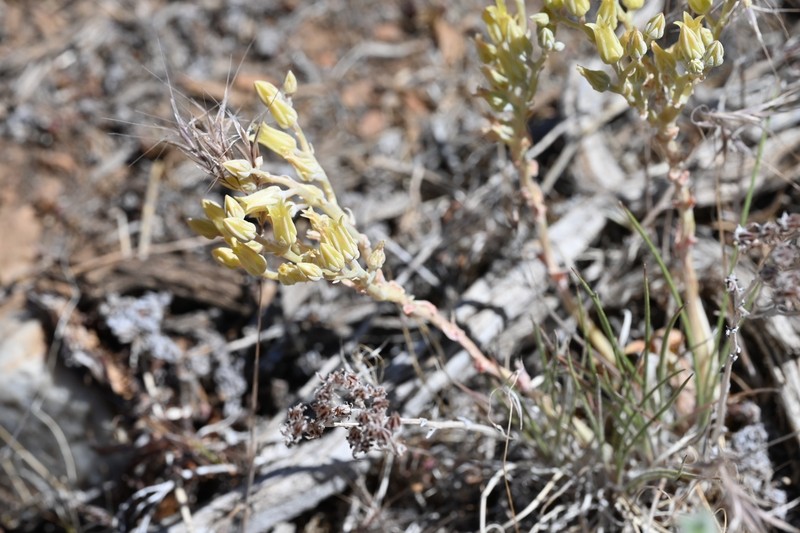 Dudleya abramsii subsp. affinis photo 5