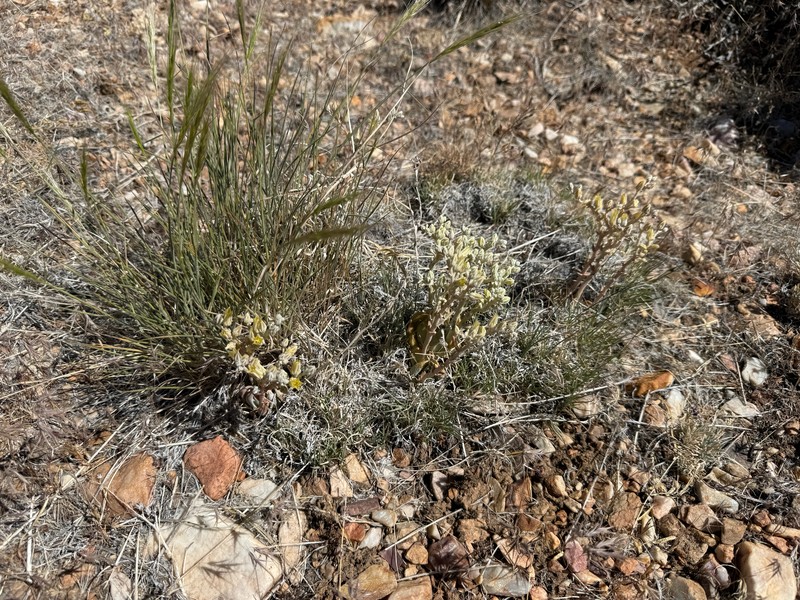 Dudleya abramsii subsp. affinis photo 6