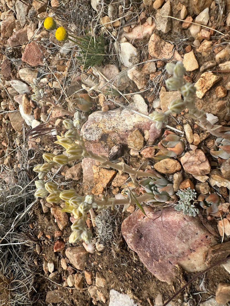 Dudleya abramsii subsp. affinis photo 7