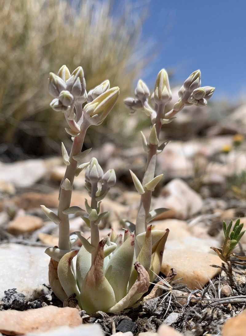 Dudleya abramsii subsp. affinis photo 8