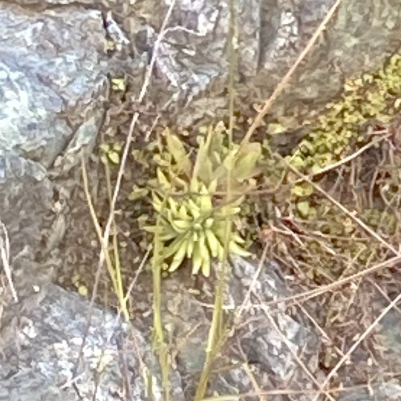 Dudleya abramsii subsp. bettinae