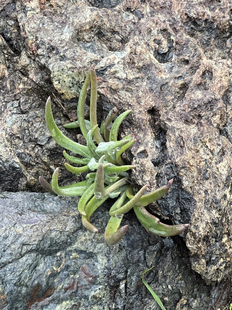 Dudleya abramsii subsp. bettinae photo 2