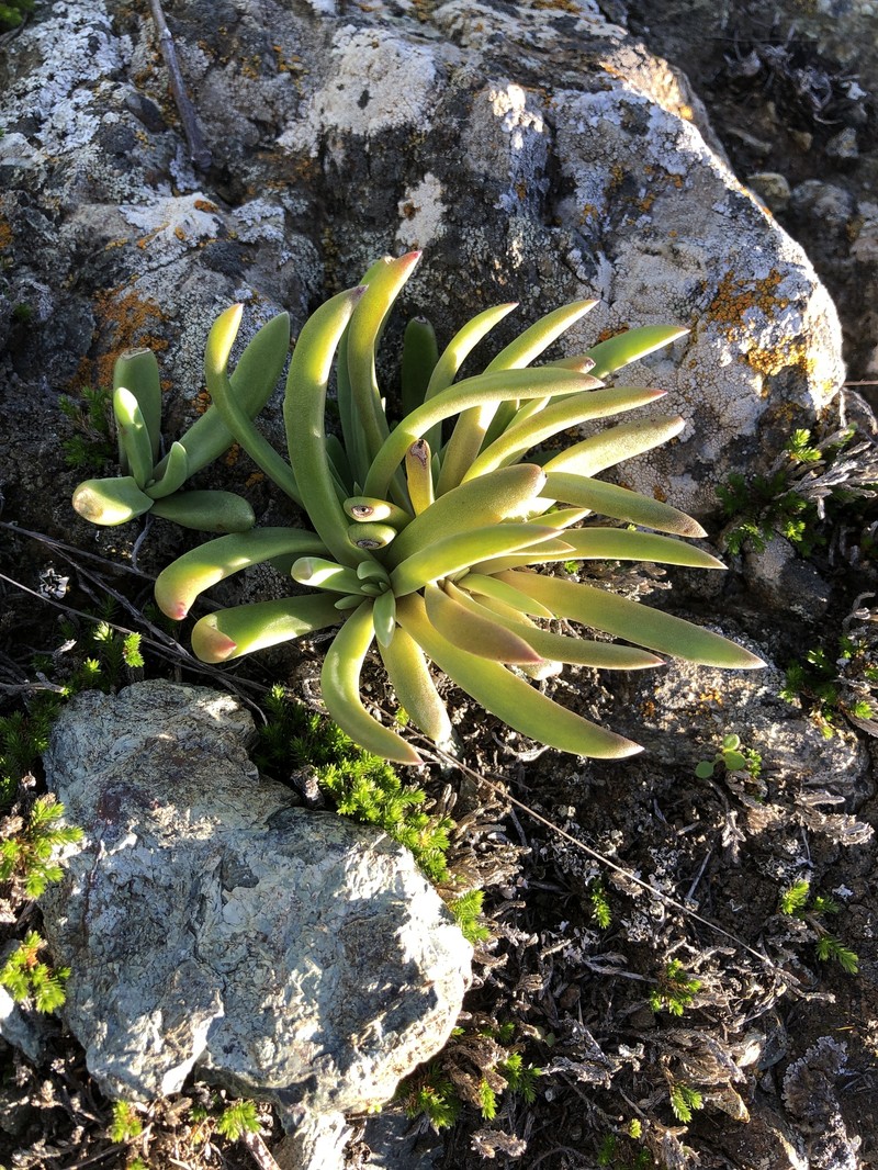 Dudleya abramsii subsp. bettinae photo 3
