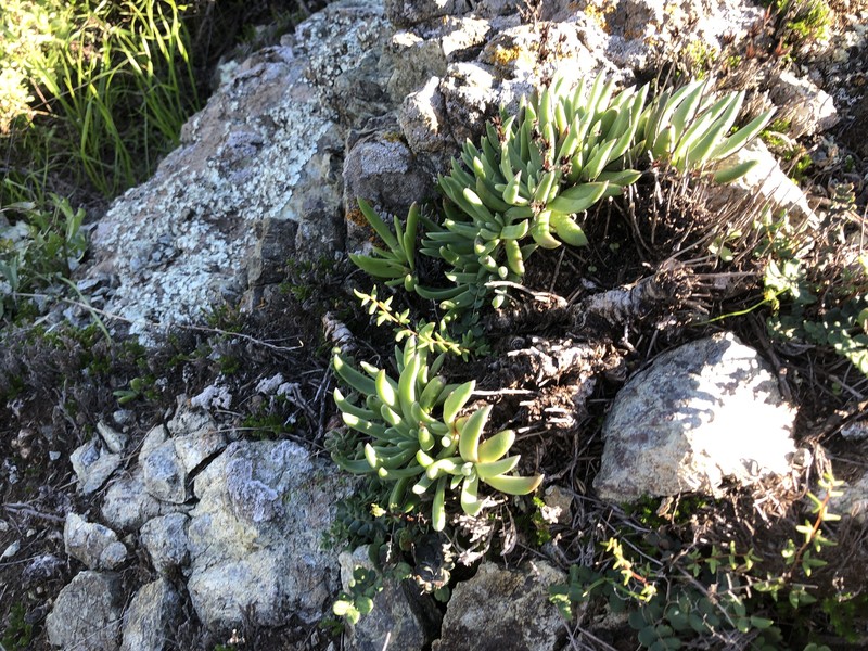 Dudleya abramsii subsp. bettinae photo 4