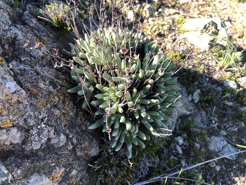 Dudleya abramsii subsp. bettinae photo 5