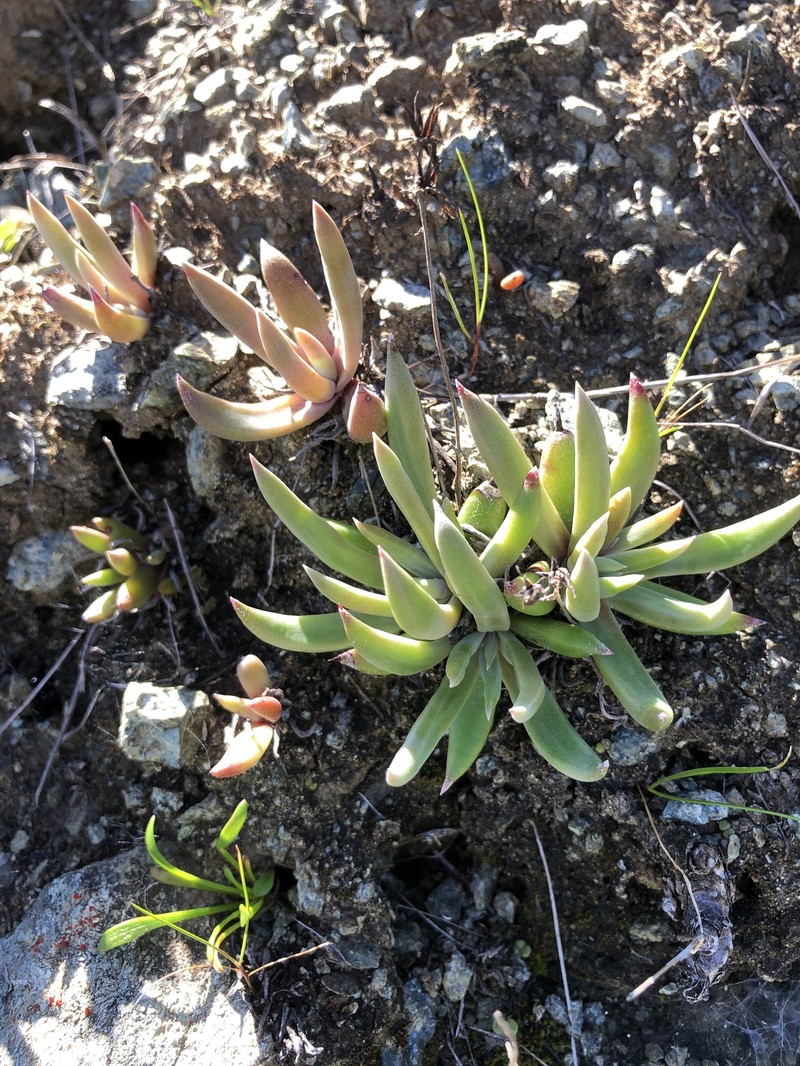 Dudleya abramsii subsp. bettinae photo 6