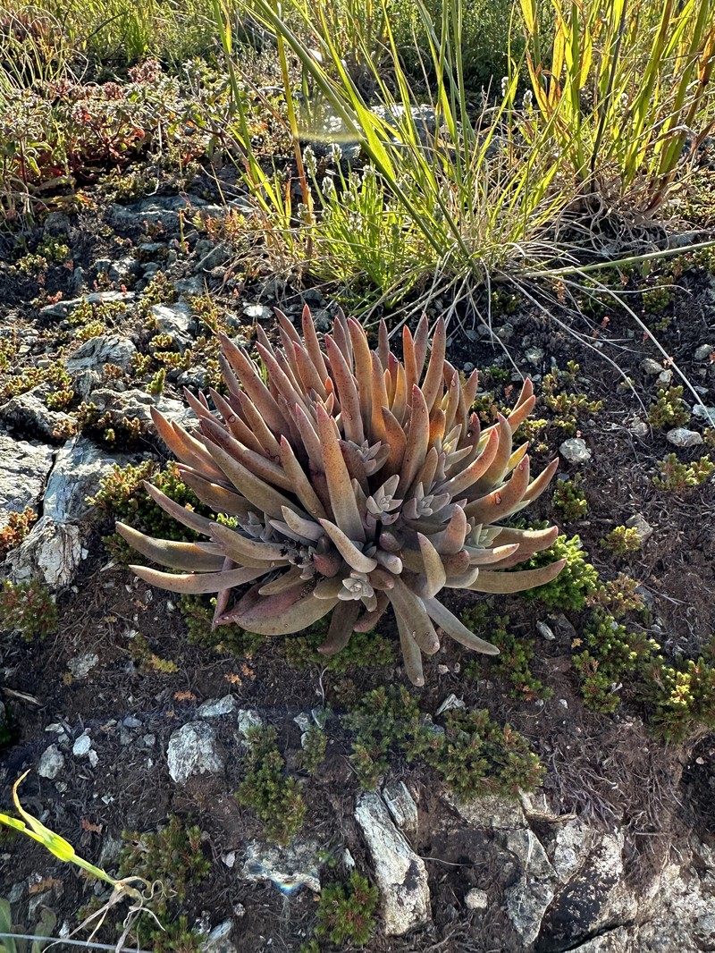 Dudleya abramsii subsp. bettinae photo 7