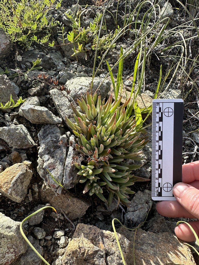 Dudleya abramsii subsp. bettinae photo 8