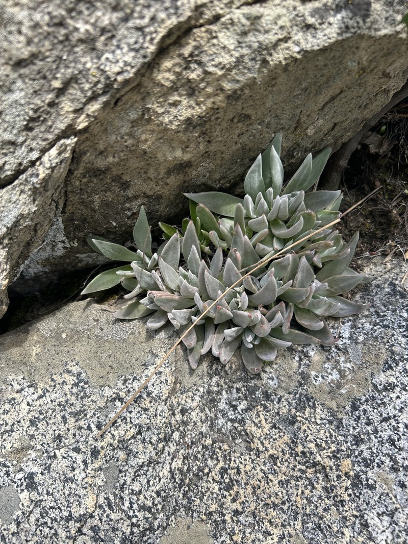 Limestone Liveforever photo 3