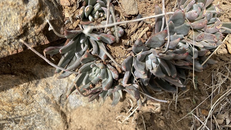 Limestone Liveforever photo 6