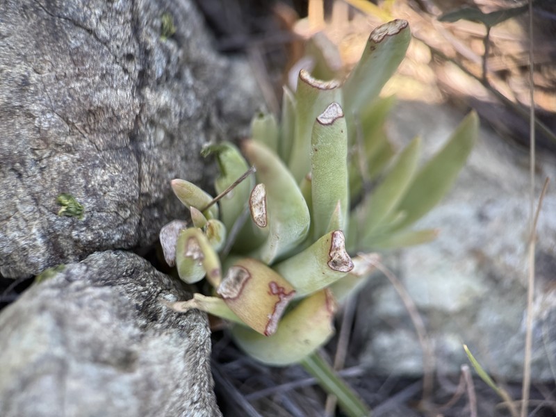 Dudleya abramsii subsp. murina