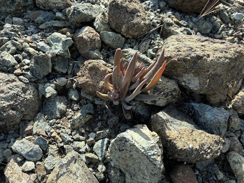 Dudleya abramsii subsp. murina photo 2