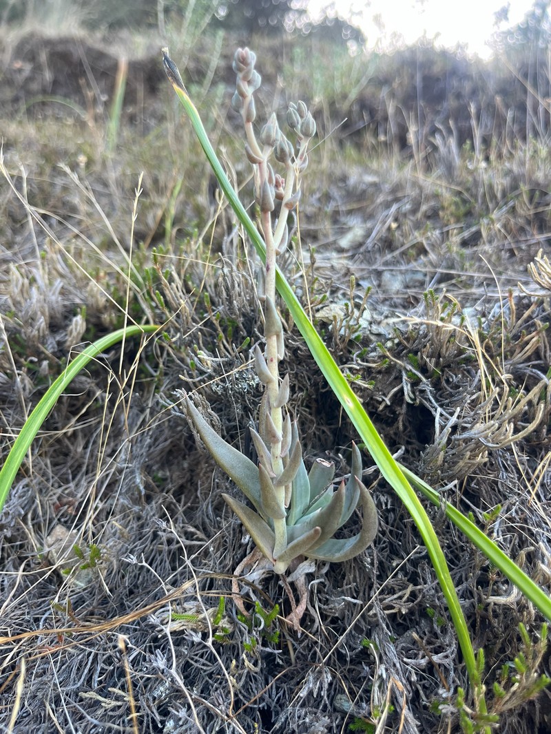 Dudleya abramsii subsp. murina photo 3