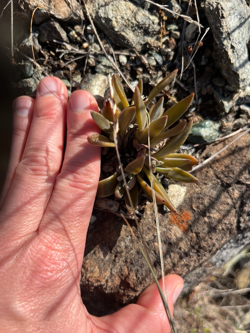 Dudleya abramsii subsp. murina photo 4