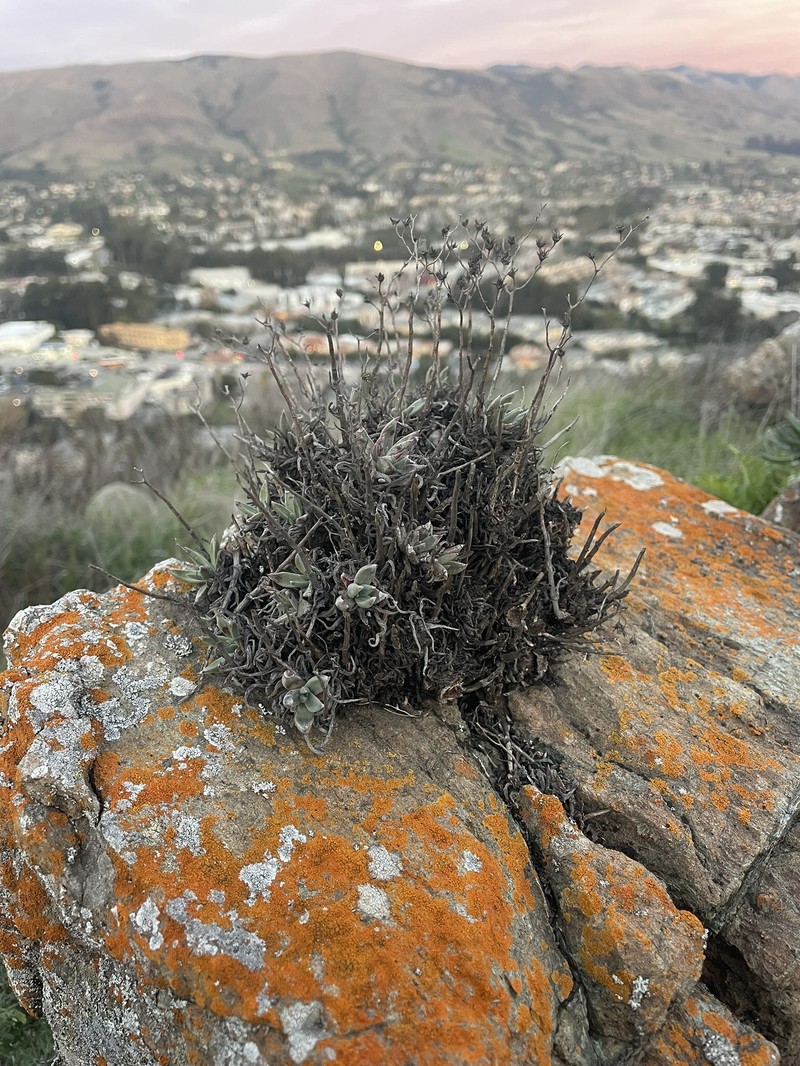 Dudleya abramsii subsp. murina photo 5