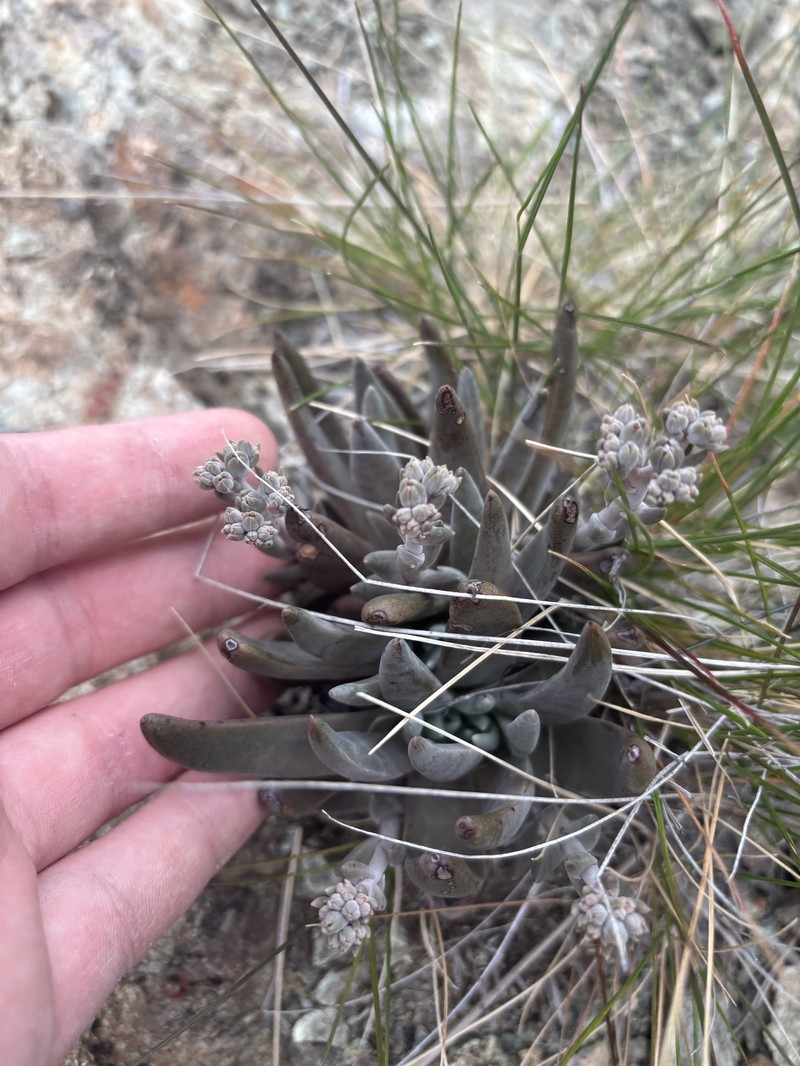 Dudleya abramsii subsp. murina photo 6
