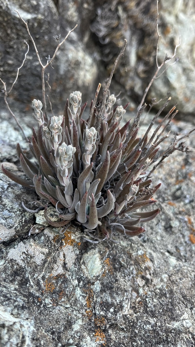 Dudleya abramsii subsp. murina photo 7