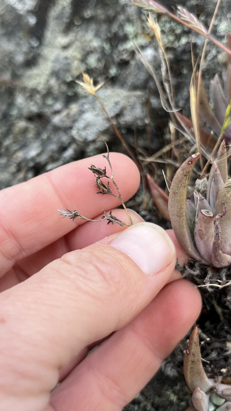 Dudleya abramsii subsp. murina photo 8