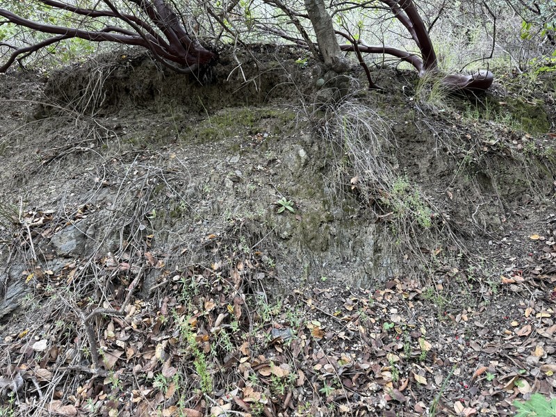 Santa Clara Valley Liveforever photo 2