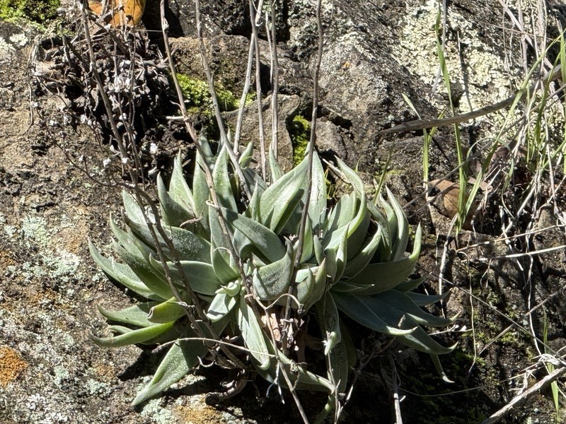 Santa Clara Valley Liveforever photo 5