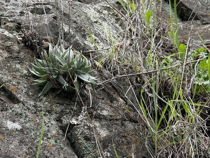 Santa Clara Valley Liveforever photo 7