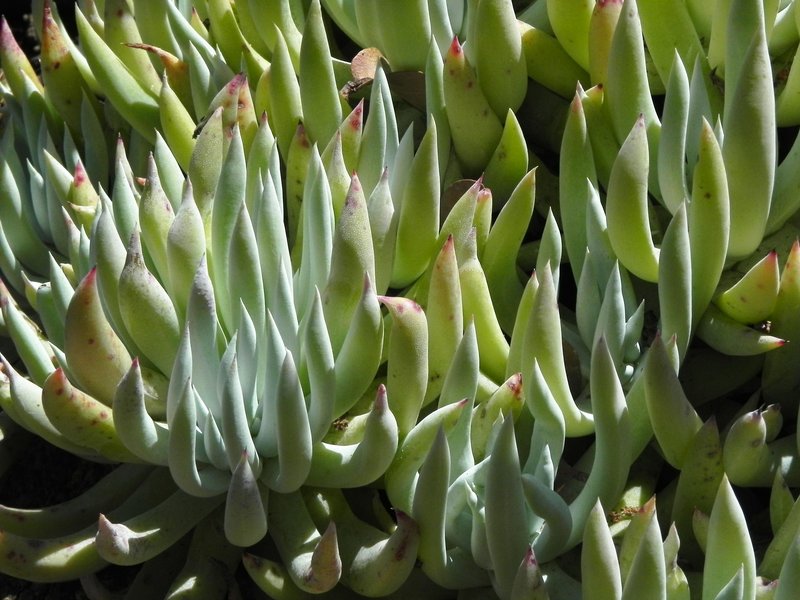 Dudleya albiflora