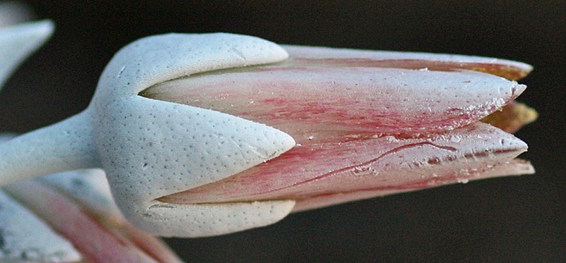 Dudleya arizonica