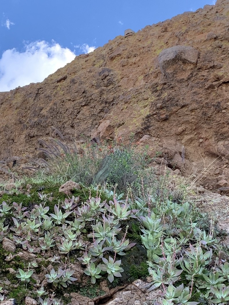 Dudleya arizonica photo 2