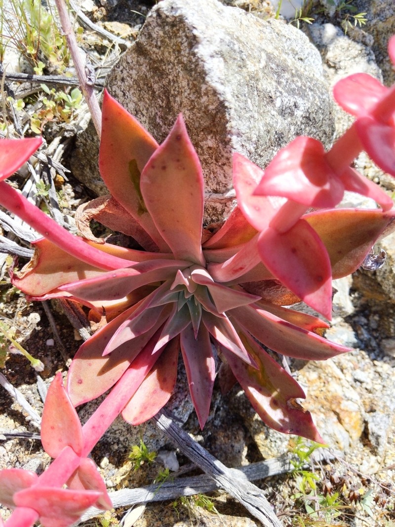 Dudleya arizonica photo 3