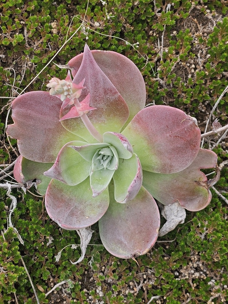 Dudleya arizonica photo 4