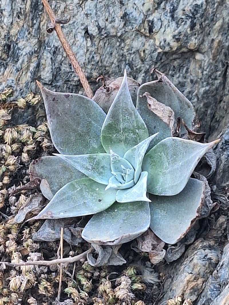 Dudleya arizonica photo 5