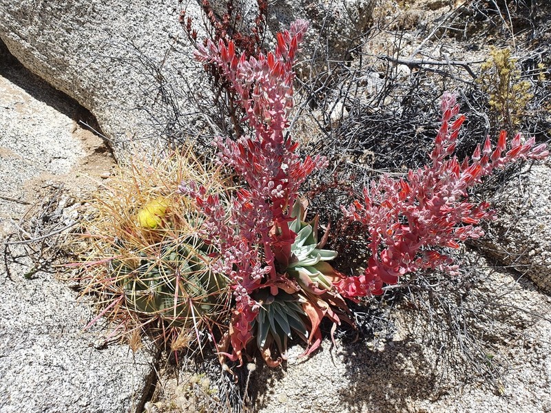 Dudleya arizonica photo 6