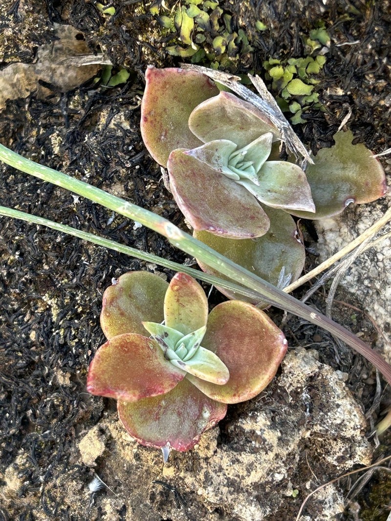 Dudleya arizonica photo 7